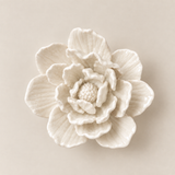 Rosa de Jardín for Redondo Brand - Blanco
