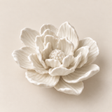 Rosa de Jardín for Redondo Brand - Blanco